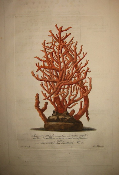 Gualtieri Niccolò (1688-1744) Acropora alba foraminibus stellatis amplioribus: Corallum album oculatum officinarum... 1742 Firenze 